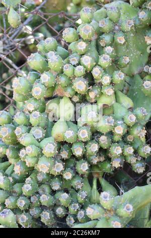 Poire Cactus, figue indienne, poire piqueuse en gros plan Banque D'Images