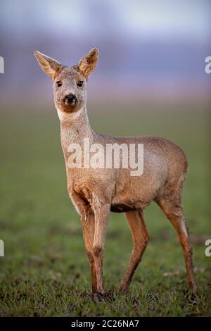 Vue avant verticale close-up de Chevreuil, Capreolus capreolus, le doe avec fourrure d'hiver marche sur un champ de boue sur les onglons au printemps. Animaux sauvages dans la boue Banque D'Images