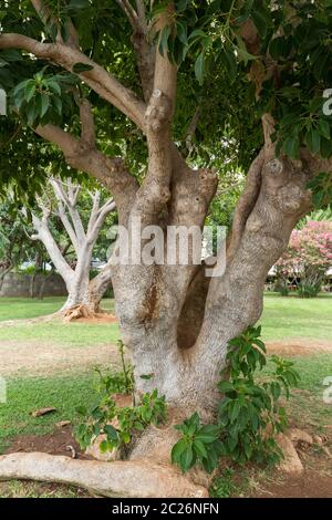 Le sud de Magnolia, Magnolia grandiflora - magnolia centenaire à funchal parc public sur Madère. Portugal Banque D'Images