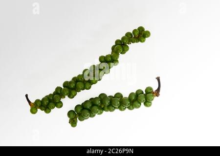 Grappes de poivre vert sur fond blanc Banque D'Images