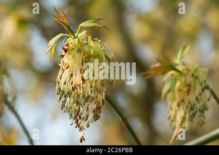 Close-up of a blossoming box elder maple (Acer negundo) au printemps Banque D'Images