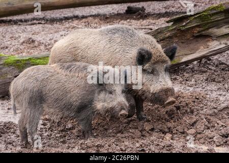 Deux hairy porks dans la boue. L'élevage de la faune et de concept. Banque D'Images