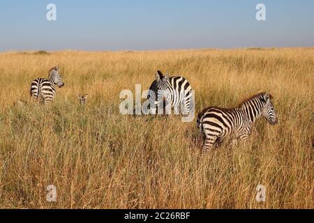 Zèbres dans la haute herbe du Maasai Mara Banque D'Images