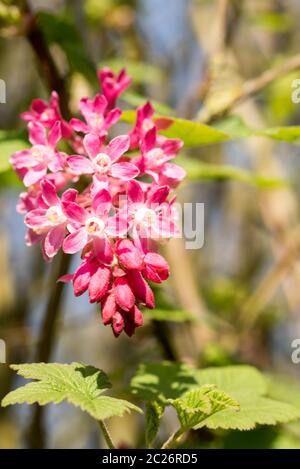 Baie de Johannes de sang Banque D'Images