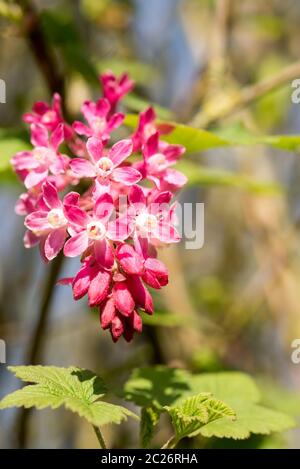 Baie de Johannes de sang Banque D'Images