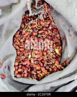 Graines de sorgho dans un sac. Graines rouges d'un balai. Le sorgho Stern. Un sac de graines de sorgho sorgho. Les graines de semence. Banque D'Images