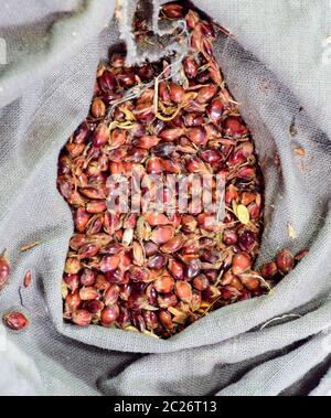 Graines de sorgho dans un sac. Graines rouges d'un balai. Le sorgho Stern. Un sac de graines de sorgho sorgho. Les graines de semence. Banque D'Images