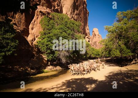 Portrait de drinking chameaux dans le canyon aka guelta Bachikele, Ennedi est, Tchad Banque D'Images