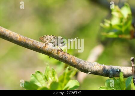 Rhaphigaster nebulosa Shieldbug (tacheté) sur une aubépine au printemps Banque D'Images