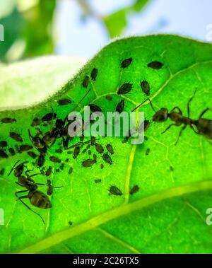 Les fourmis se nourrissent d'une colonie de pucerons à l'intérieur de la feuille Banque D'Images