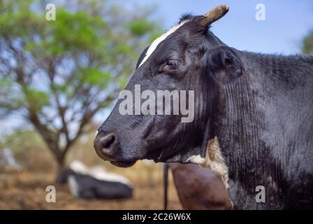 Vache noire dans le pâturage. Notion de droit de la vie à la ferme. Banque D'Images