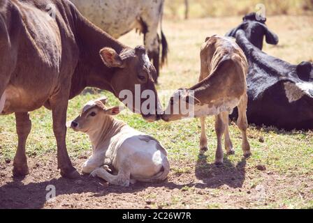 Droit Rural. Vache mère prenant soin de veau nouveau-né. Notion de droit de la vie à la ferme. Banque D'Images