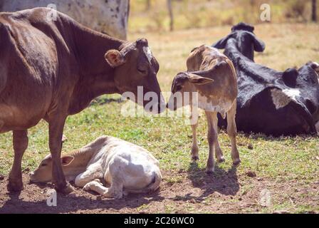 Droit Rural. Vache mère prenant soin de veau nouveau-né. Notion de droit de la vie à la ferme. Banque D'Images