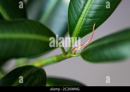 La fig en caoutchouc lisse grande feuille verte Ficus benjamina, Ficus elastica, Ficus microcarpa, caoutchouc, peur, pleurs, violon Banque D'Images