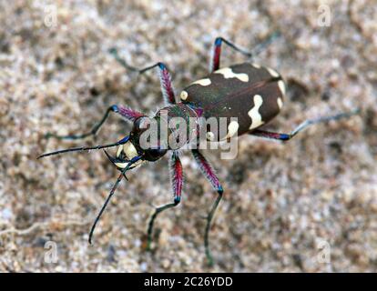 Le duneau coléoptère Cicindela hybrida vom Saugfergbuckel à Walldorf Banque D'Images