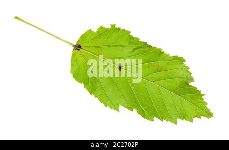 L'arrière de la feuille verte d'amur Maple (érable tatar) arbre isolé sur fond blanc Banque D'Images