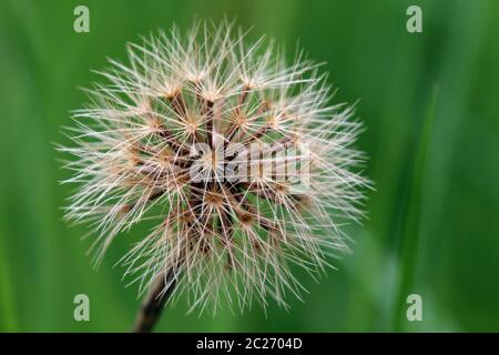 Dandelion Leontodon hispidus à poil dur Banque D'Images