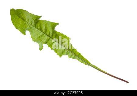 Seule feuille verte d'herbe pissenlit isolé sur fond blanc Banque D'Images