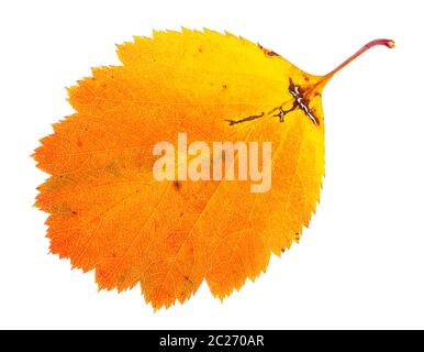 Feuille d'aubépine tombé orange tree isolé sur fond blanc Banque D'Images