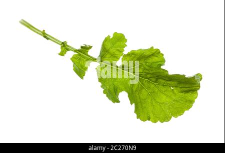 Feuille verte d'usine de radis (Raphanus sativus var radicula) isolé sur fond blanc Banque D'Images