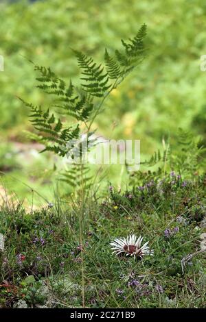 Chardon argenté Carlina acaulis et fernfras Banque D'Images