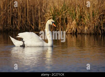 Cygne flottant Cygnus olor dans la réserve naturelle de Wagbachniung Banque D'Images