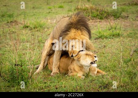 Homme lion lionne mord sur l'herbe d'accouplement Banque D'Images