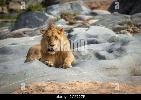 Lion mâle se trouve sur des rochers face à huis clos Banque D'Images