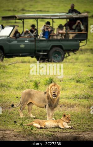 Lion mâle se distingue par lionne près de chariot Banque D'Images