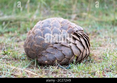 C'est roulé en boule de Pangolin sur l'herbe Banque D'Images