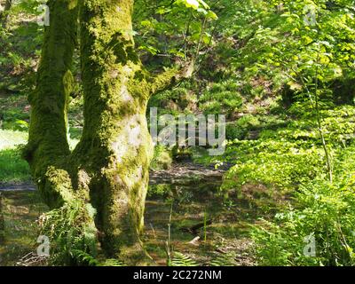 tronc d'arbre recouvert de mousse devant un ruisseau boisé marécageux avec un feuillage éclatant et une lumière du soleil éclatante qui brille par le congé Banque D'Images