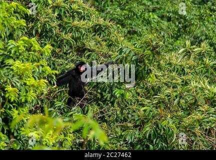 Singe araignée mâle balançant sur la branche de l'arbre à ,Guyana Banque D'Images