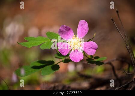 Les roses sauvages de l'Alberta Banque D'Images