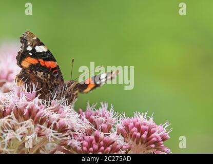 L'amiral Vanessa atalanta, originaire d'Oberpinzgau, qui suce le nectar Banque D'Images