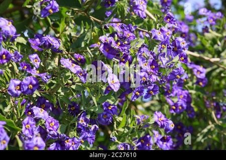 Enzianstrauch Kartoffelblume Kartoffelbaum,, (Lycianthes rantonnetii) Banque D'Images
