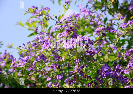 Enzianstrauch Kartoffelblume Kartoffelbaum,, (Lycianthes rantonnetii) Banque D'Images