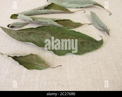 Feuilles d'avocat séchées de l'arbre d'avocat Banque D'Images