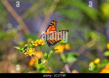 Macro d'un papillon monarque de couleur vive sipping nectar d'une fleur jaune. Banque D'Images