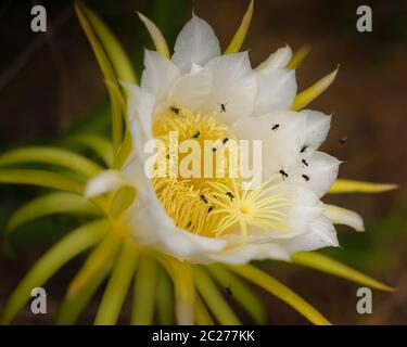 Belle grande fleur blanche dragonfruit être pollinisées par les Abeilles australiennes Banque D'Images