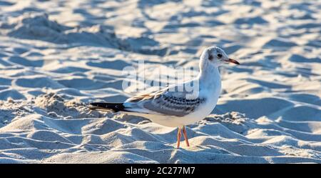 Jeune guette à tête noire (Chericocephalus ridibundus) en plumage d'hiver sur la plage polonaise Banque D'Images