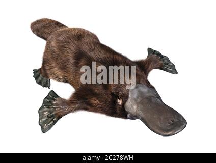 Le rendu 3D d'un animal exotique platypus isolé sur fond blanc Banque D'Images