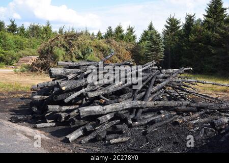 Arson sur un bord de forêt Banque D'Images