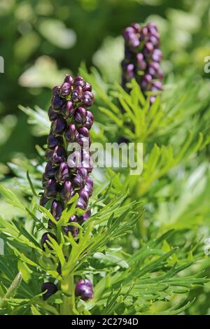 Portrait de plante Tauern-Eisenhut Aconitum tauricum Banque D'Images