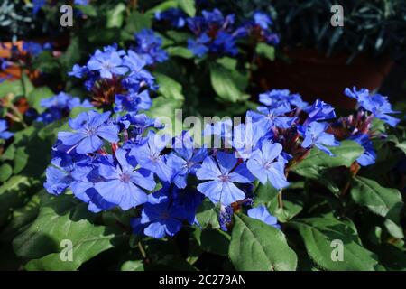 Plumbago chinois Banque D'Images