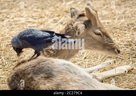 Crow recueille un nid de laine pour le dos d'un Cerf Banque D'Images