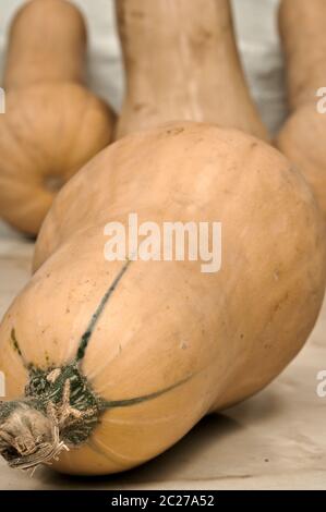 Citrouille allongée variété 'Moscada de Provenza' pour les fonds et textures Banque D'Images