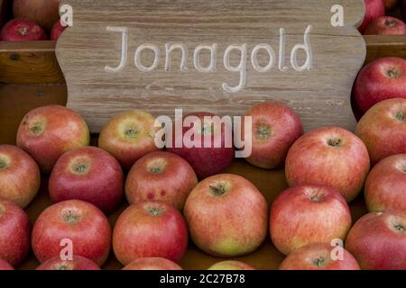 Pomme (Malus), variété Jonagold Banque D'Images