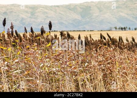 Plantation de sorgho dans les contreforts des montagnes Banque D'Images