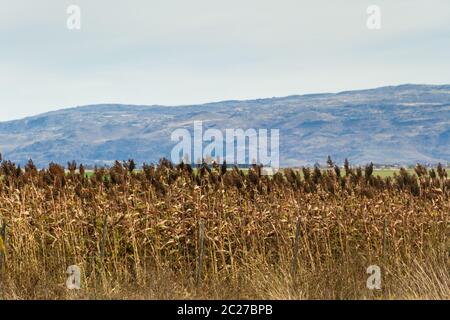 Plantation de sorgho dans les contreforts des montagnes Banque D'Images