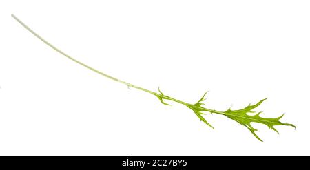 Vert Feuille de moutarde japonaise mizuna (usine) isolé sur fond blanc Banque D'Images